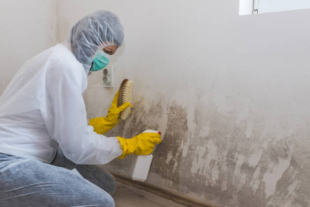 Best Attic Mold Removal  in Vicksburg, MS