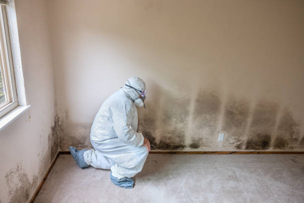 Best Emergency Mold Remediation  in Vicksburg, MS