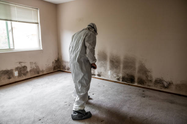 Best Mold Removal for HVAC Installations  in Vicksburg, MS